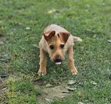 FELIPE, Hund, Mischlingshund in Spanien - Bild 3