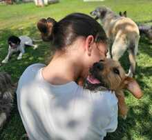 FELIPE, Hund, Mischlingshund in Spanien - Bild 4