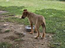FELIPE, Hund, Mischlingshund in Spanien - Bild 6