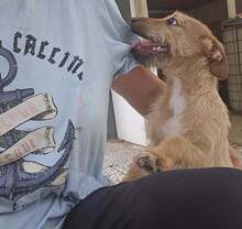 FELIPE, Hund, Mischlingshund in Spanien - Bild 7