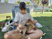 FELIPE, Hund, Mischlingshund in Spanien - Bild 8