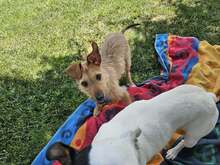 FELIPE, Hund, Mischlingshund in Spanien - Bild 9
