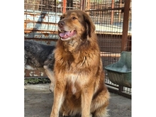VIVIANE, Hund, Mischlingshund in Rumänien - Bild 1