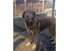 VIVIANE, Hund, Mischlingshund in Rumänien - Bild 2
