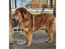 VIVIANE, Hund, Mischlingshund in Rumänien - Bild 3