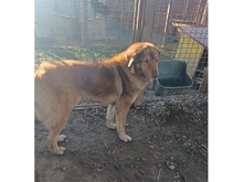 VIVIANE, Hund, Mischlingshund in Rumänien - Bild 4