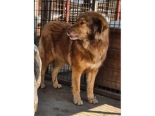 VIVIANE, Hund, Mischlingshund in Rumänien - Bild 5