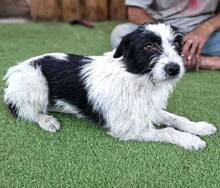 TIFFY, Hund, Mischlingshund in Rumänien - Bild 1