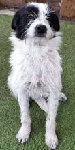 TIFFY, Hund, Mischlingshund in Rumänien - Bild 10