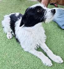 TIFFY, Hund, Mischlingshund in Rumänien - Bild 12