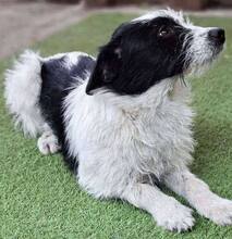 TIFFY, Hund, Mischlingshund in Rumänien - Bild 13