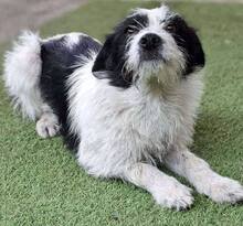 TIFFY, Hund, Mischlingshund in Rumänien - Bild 14