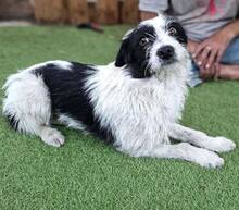 TIFFY, Hund, Mischlingshund in Rumänien - Bild 15