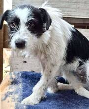 TIFFY, Hund, Mischlingshund in Rumänien - Bild 2