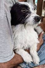 TIFFY, Hund, Mischlingshund in Rumänien - Bild 3
