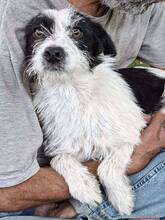 TIFFY, Hund, Mischlingshund in Rumänien - Bild 4