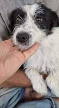 TIFFY, Hund, Mischlingshund in Rumänien - Bild 5