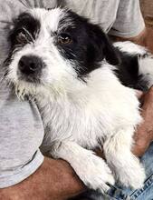 TIFFY, Hund, Mischlingshund in Rumänien - Bild 6