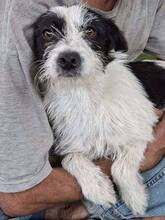TIFFY, Hund, Mischlingshund in Rumänien - Bild 7