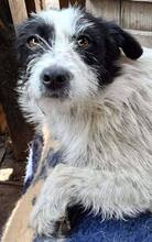 TIFFY, Hund, Mischlingshund in Rumänien - Bild 8
