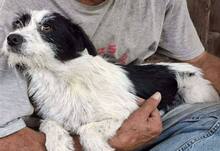 TIFFY, Hund, Mischlingshund in Rumänien - Bild 9