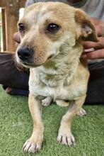 HELI, Hund, Mischlingshund in Rumänien - Bild 13