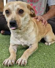 HELI, Hund, Mischlingshund in Rumänien - Bild 15