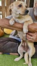 HELI, Hund, Mischlingshund in Rumänien - Bild 5