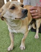 HELI, Hund, Mischlingshund in Rumänien - Bild 7