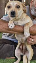 HELI, Hund, Mischlingshund in Rumänien - Bild 9