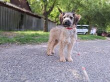 EDDA, Hund, Pumi in Ungarn - Bild 1