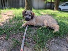 EDDA, Hund, Pumi in Ungarn - Bild 3