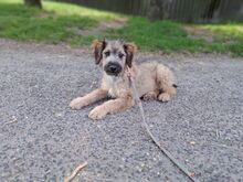 EDDA, Hund, Pumi in Ungarn - Bild 4