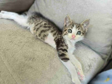 YANOSH, Katze, Europäisch Kurzhaar in Bulgarien - Bild 1