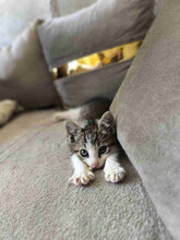 YANOSH, Katze, Europäisch Kurzhaar in Bulgarien - Bild 3