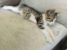 YANOSH, Katze, Europäisch Kurzhaar in Bulgarien - Bild 4