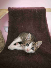 YANOSH, Katze, Europäisch Kurzhaar in Bulgarien - Bild 6