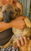 BOSKOPP, Hund, Mischlingshund in Rumänien - Bild 2
