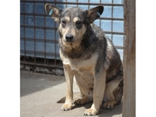 MORGAN, Hund, Mischlingshund in Rumänien - Bild 1