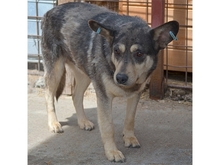 MORGAN, Hund, Mischlingshund in Rumänien - Bild 2