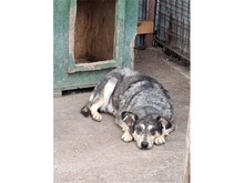 MORGAN, Hund, Mischlingshund in Rumänien - Bild 3