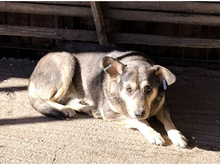 MORGAN, Hund, Mischlingshund in Rumänien - Bild 4
