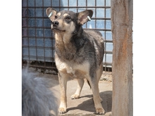 MORGAN, Hund, Mischlingshund in Rumänien - Bild 5
