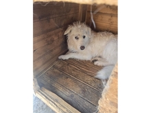 WASABI, Hund, Mischlingshund in Rumänien - Bild 1