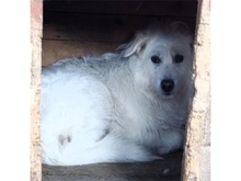 WASABI, Hund, Mischlingshund in Rumänien - Bild 2