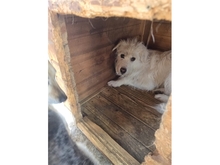 WASABI, Hund, Mischlingshund in Rumänien - Bild 4