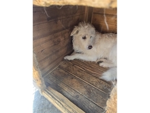 WASABI, Hund, Mischlingshund in Rumänien - Bild 5
