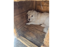 WASABI, Hund, Mischlingshund in Rumänien - Bild 6