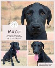 MOGLI, Hund, Labrador Retriever in Brühl - Bild 1