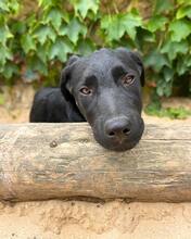 MOGLI, Hund, Labrador Retriever in Brühl - Bild 2